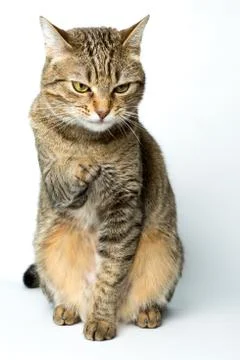 Cute European kitten isolated white background , animal portrait Stock Photos