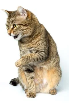 Cute European kitten isolated white background , animal portrait Stock Photos