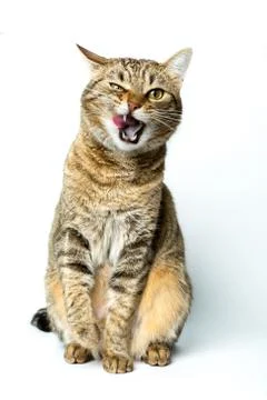 Cute European kitten isolated white background , animal portrait Stock Photos