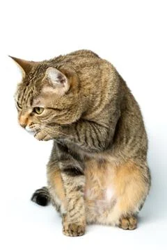 Cute European kitten isolated white background , animal portrait Foto stock