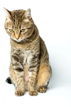 Cute European kitten isolated white background , animal portrait Stock Photos