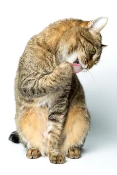 Cute European kitten isolated white background , animal portrait Stock Photos