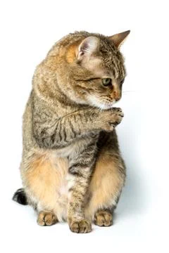 Cute European kitten isolated white background , animal portrait Stock Photos