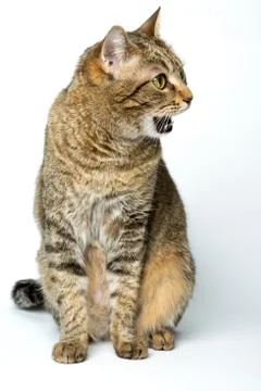 Cute European kitten isolated white background , animal portrait Stock Photos