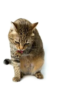 Cute European kitten isolated white background , animal portrait Stock Photos