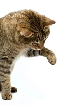 Cute European kitten isolated white background , animal portrait Stock Photos