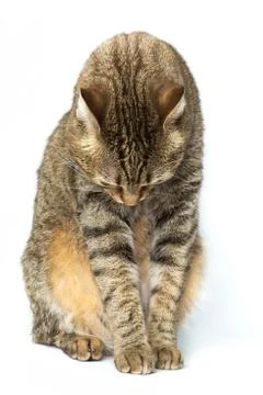 Cute European kitten isolated white background , animal portrait Stock Photos