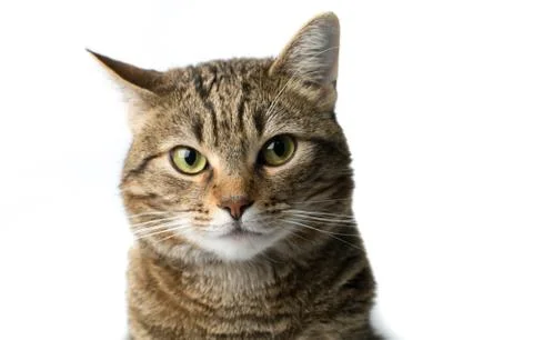 Cute European kitten isolated white background , animal portrait Stock Photos