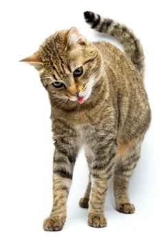 Cute European kitten isolated white background , animal portrait Stock Photos