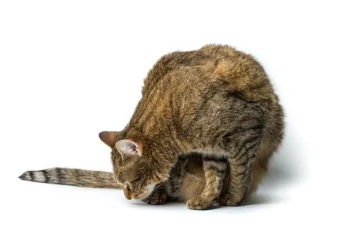 Cute European kitten isolated white background , animal portrait Stock Photos