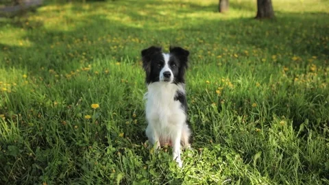 Cute Excited Border Collie do a trick while training with his owner. Head of Stock Footage 137852604