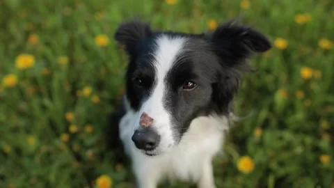 Cute Excited Border Collie with snack on... | Stock Video | Pond5