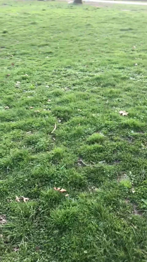 Cute Excited Tiny Puppy on Long Leash in a Park 動画素材 246227389