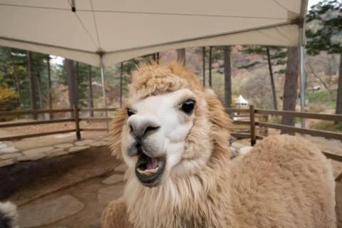 Cute expression of white alpaca. Face of llama showing its teeth at the farm. Stock Photos