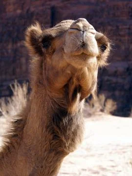 Cute face of camel Stock-Fotos