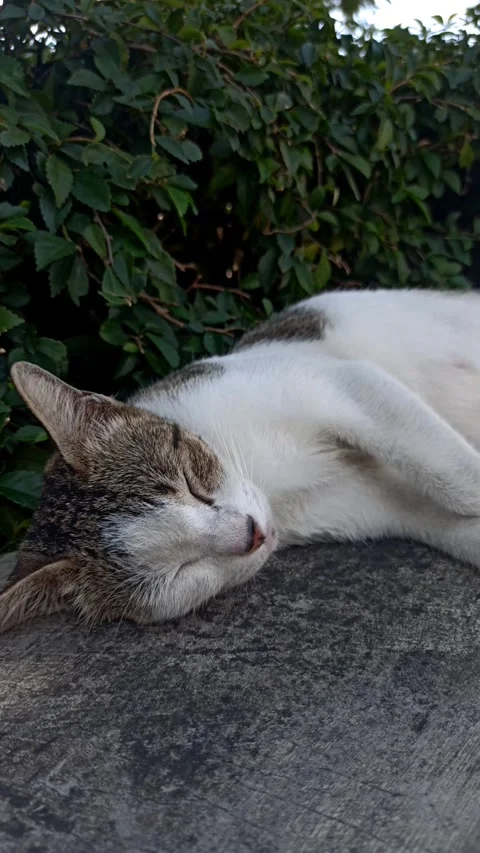 Cute face cat Stockbeeldmateriaal 244109251