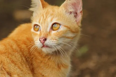 Cute face cat left side Foto stock
