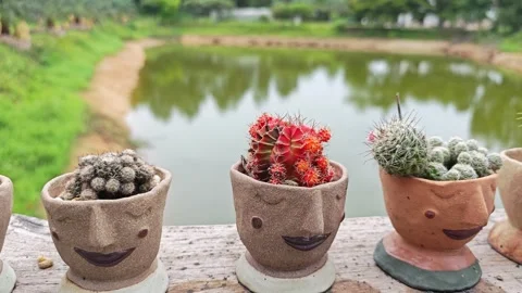 Cute Face Clay Pots with Cactus by a Tranquil Pond. Видео 340455903