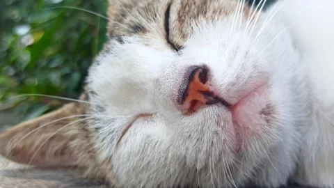 Cute face Stockbeeldmateriaal 244109314