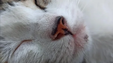 Cute face Stockbeeldmateriaal 244109445