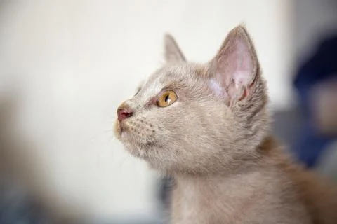 A cute face gray kitten Stock Photos