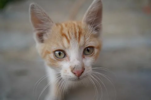 The cute face of a kitten. Facing the camera. The cat's gaze is cute. Striped Stock Photos
