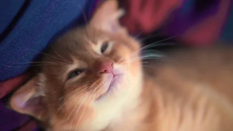 Cute face of a little sleeping kitten. Video stock 141990945