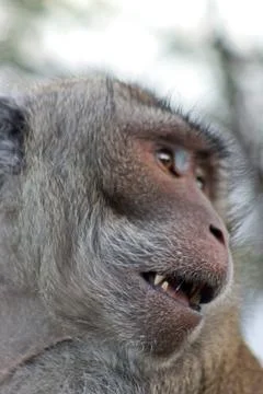 A cute face of a monkey called the crab-eating macaque Stock Photos