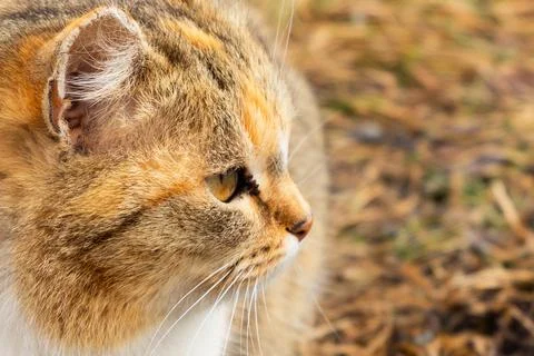 Cute face muzzle cat close-up profile view. real beige domestic kitten cat Stock Photos