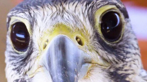 Cute Falcon is Looking at the Camera Stock Footage 121249392