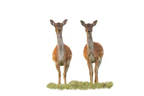 Cute fallow deer does watching camera isolated on white Stock Photos