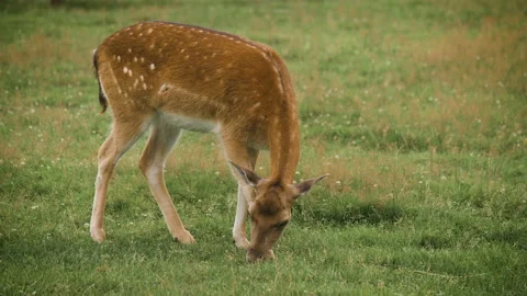 Cute fallow deer grazing in the corral and eating grass 스톡 동영상 142766693