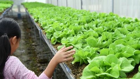 Cute farmer walking and touch on vegetable in organic farm, Stock Footage 121581051