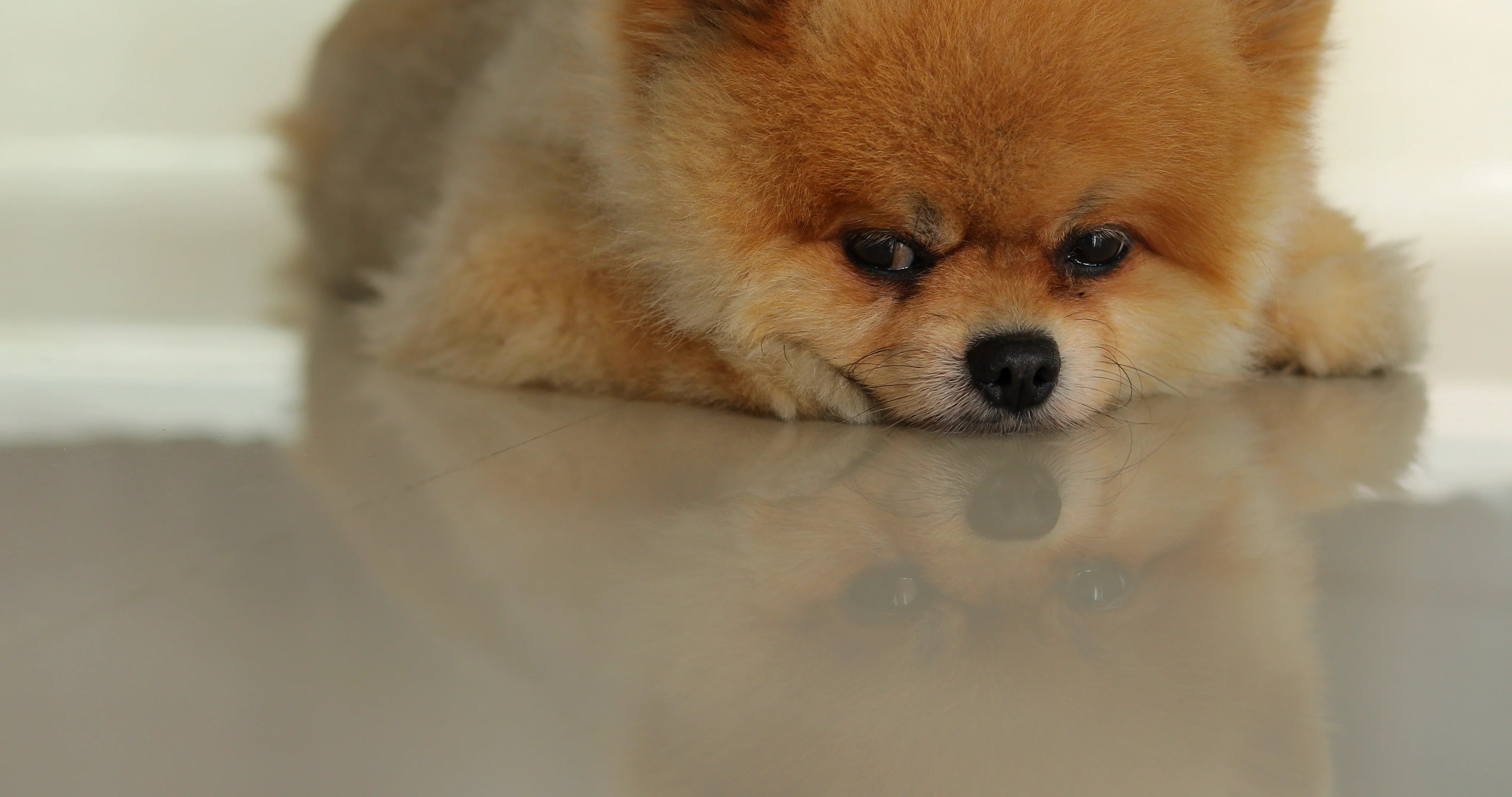 Pomeranian sleeping 2024