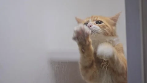 Cute feline paws at window in slow motion, expressing love and excitement for Stock Footage 307606528