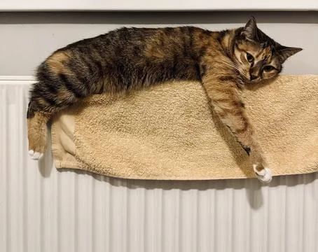 Cute female calico cat lying and warming up on the towel on a heating radiator Stock-Fotos
