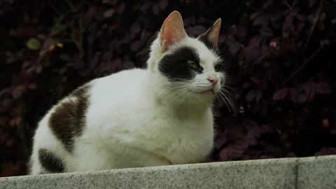 Cute female cat sitting down Stock Footage 332728370