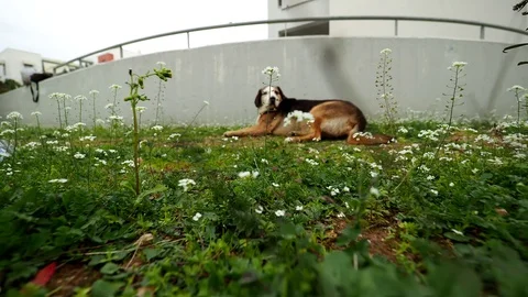 Cute female dogs Stock Footage 85888872