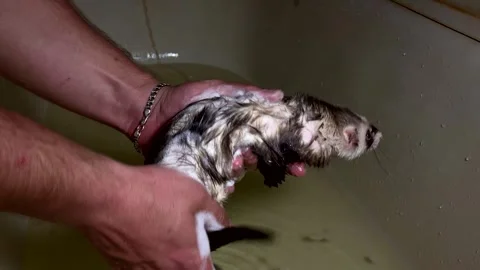 Cute ferret in the hands of a young man takes a bath. bathing a ferret Stock Footage 242566464