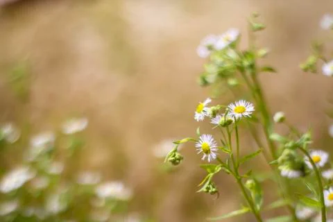 Cute field flowers blooming Stock Photos