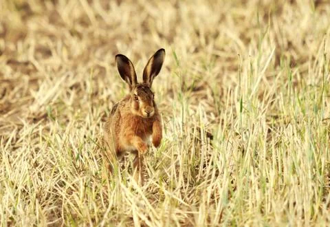 Cute field hare hops through a stubble field towards the camera Stock Photos