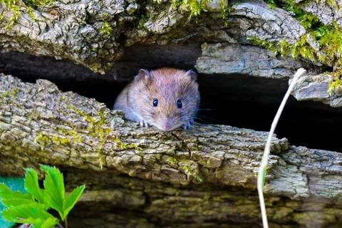 Cute field mouse hiding in a tree bark Stock Photos