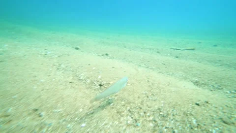 Cute Fish is Finding Ocean Garbage Stock Footage 143416430