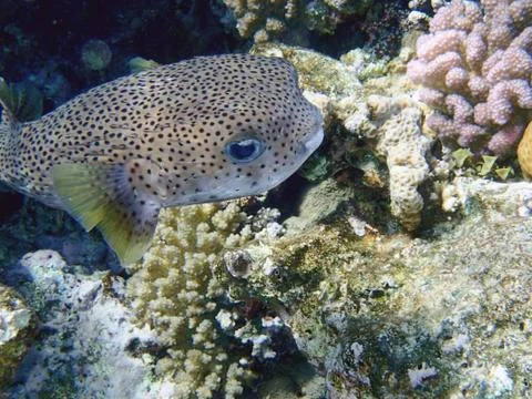 Cute fish Foto stock