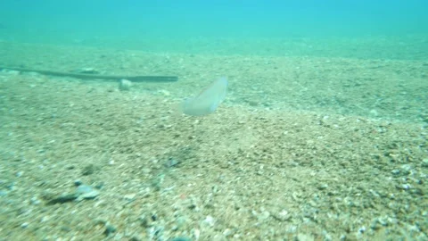Cute Fish on the Sandy Ocean Floor Stock Footage 143415565