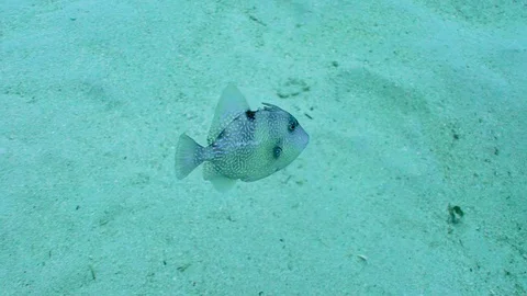 Cute Fish Swims In Front of the Camera Stock Footage 124004975