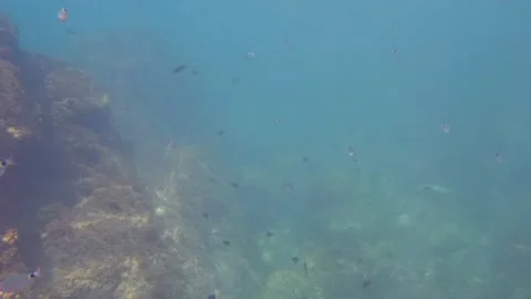 Cute fish while diving on the reef Stock Footage 138894645