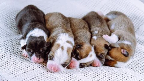 Cute five multicolored blind snoozing welsh corgi puppies dogs sleeping tog.. Foto stock