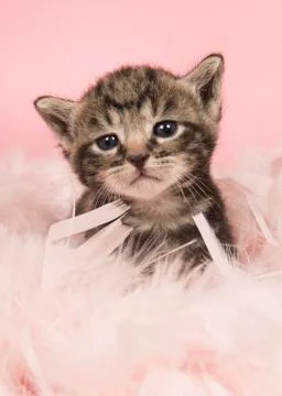 Cute five weeks old tabby baby cat in pink feathers on a pink background look Stock Photos