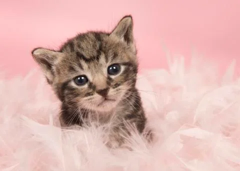 Cute five weeks old tabby baby cat in pink feathers on a pink background look Stock Photos